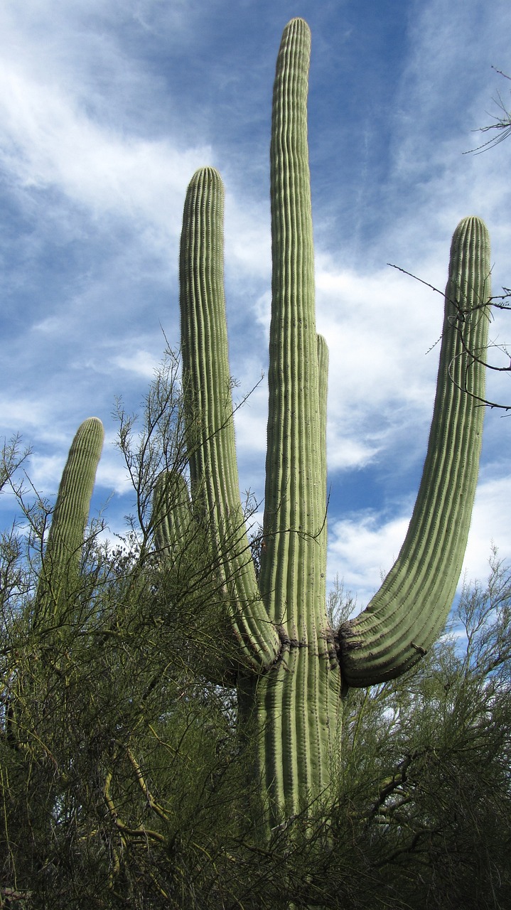Tucson, Arizona