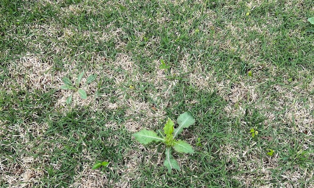 Gecko Green Lawn Care & Pest Control