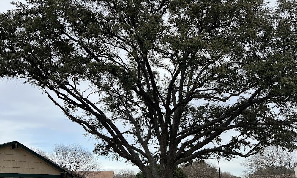 Greenland Tree Services & Landscape